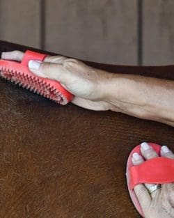 A close-up of Julie grooming a horse's coat with two small rubber curries.