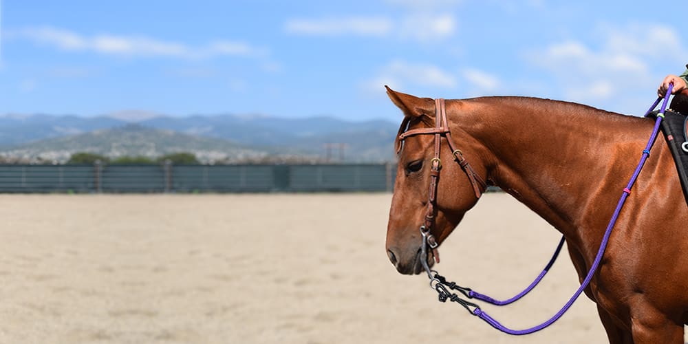 rainbow-reins-slider-1000px